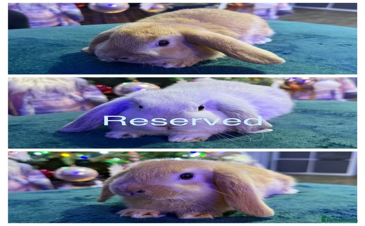 Mini Lop rabbits 🩷Beautiful Mini Lops🩷 - Advert 12