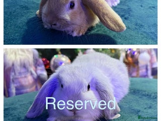 Mini Lop rabbits 🩷Beautiful Mini Lops🩷 - Advert 13