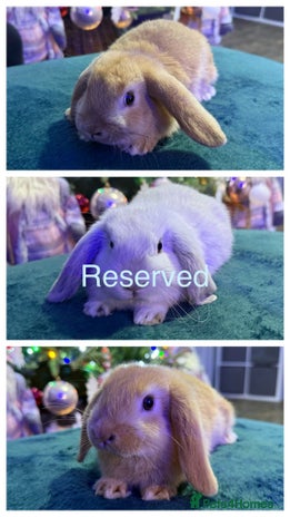 Mini Lop rabbits 🩷Beautiful Mini Lops🩷 - Advert 12