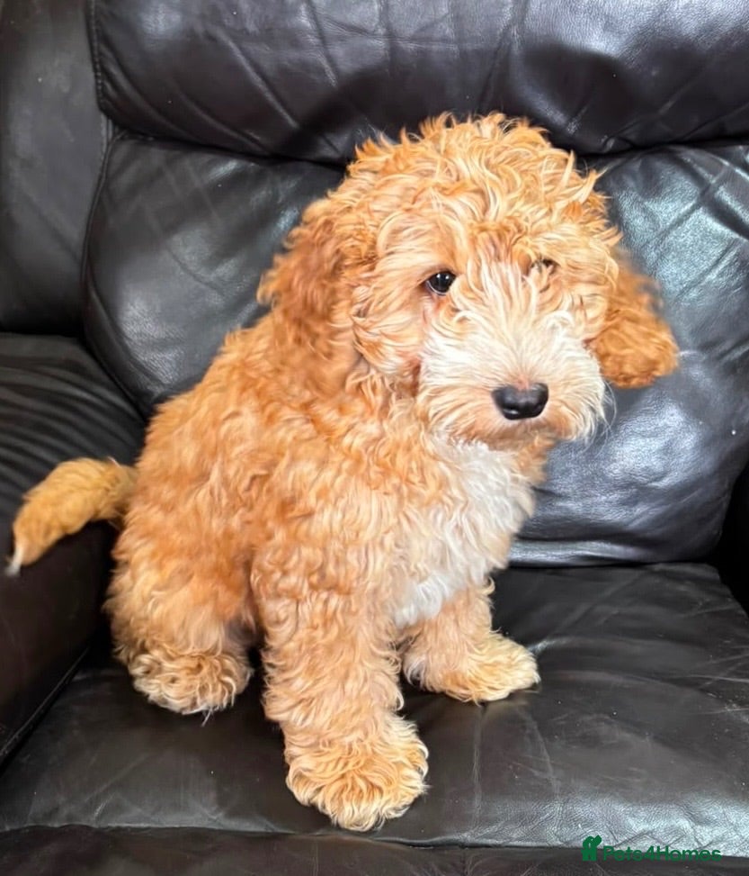 Cockapoo dogs Full Health tested Amazing obedience champion  - Advert 2