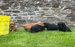 Cocker Spaniel dogs for sale: Kc reg working cocker spaniel pups - Image 5