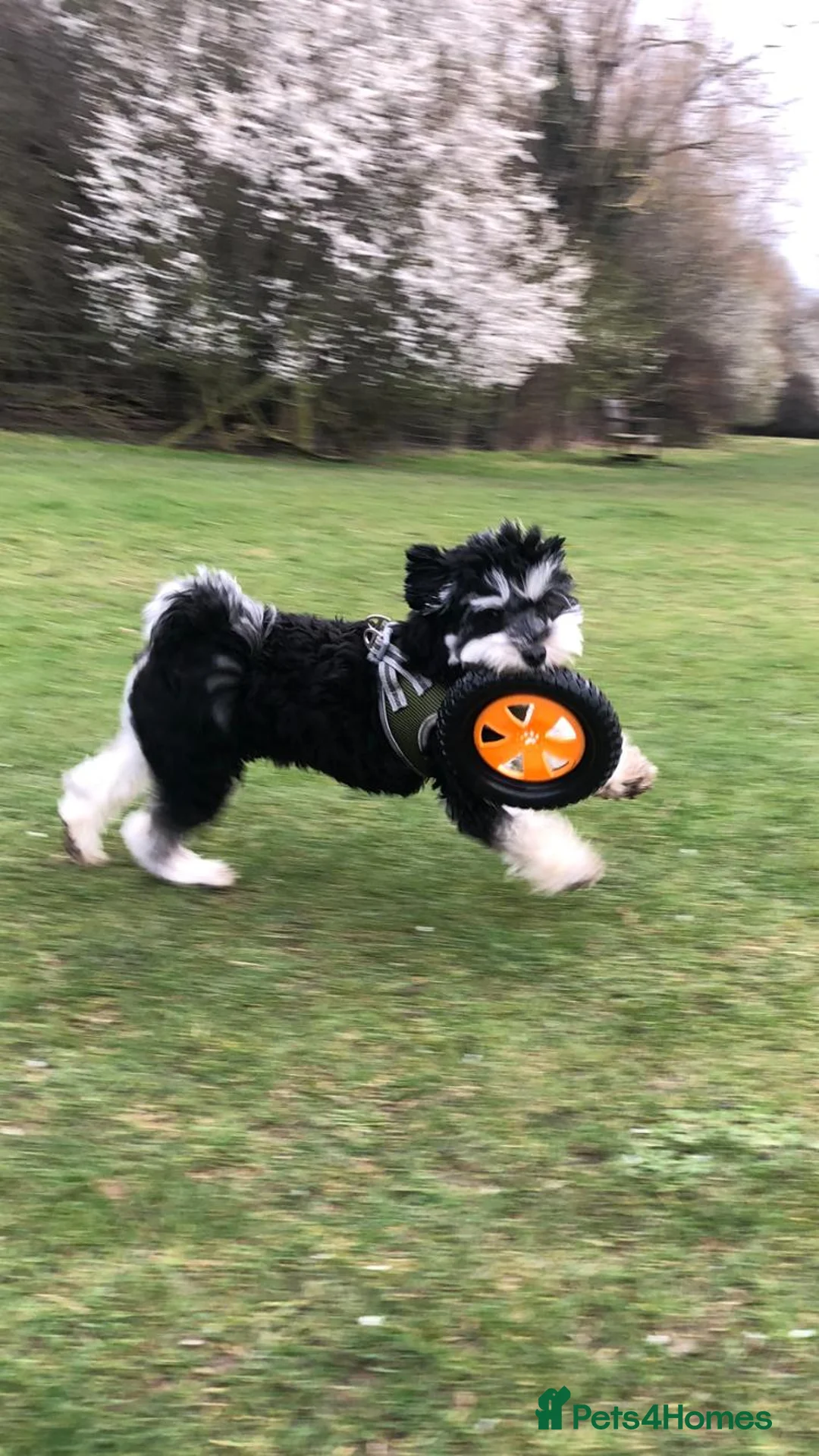 Toy Poodle dogs for stud: Phantom Toy Poodle Tri colour KC (STUD ONLY) in Coalville - Advert 20