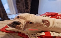 American Bulldog dogs for sale: American bulldog - Image 2