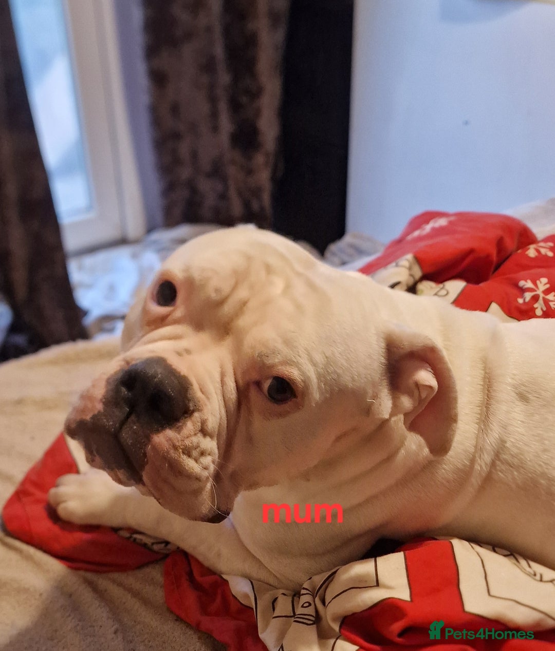 American Bulldog dogs for sale: American bulldog - Image 2