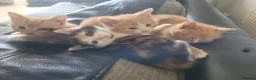 Mixed Breed cats for sale: Kittens 1 girl 3 boys - Advert 6