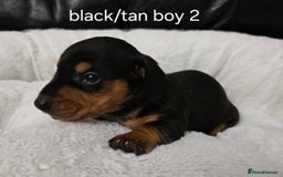 Miniature Dachshund dogs for sale: Beautiful Litter of Miniture Dachshunds  - Advert 9