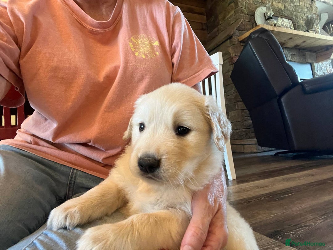 Golden Retriever dogs for sale: Expecting golden retriever puppies - Image 6