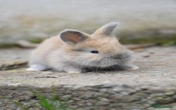 Angora rabbits for sale: French Imported Pedigree English Angoras - Image 4