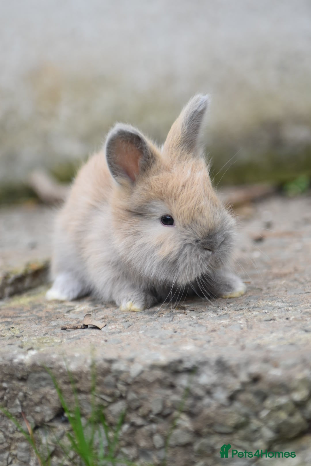 Angora rabbits for sale: French Imported Pedigree English Angoras - Image 4