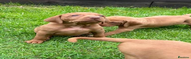 Hungarian Vizsla 4