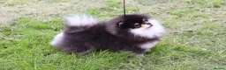 Pomeranian dogs for stud: KC Registered Pomeranian for stud  - Advert 8