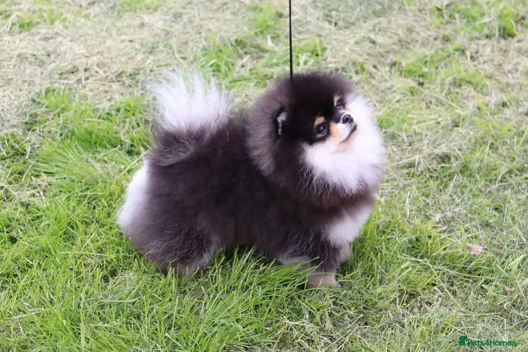 Pomeranian dogs for stud: KC Registered Pomeranian for stud  - Advert 8