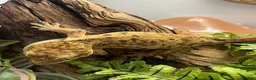 Gecko reptiles for sale: CB22 Adult female Dalmatian Crested Geckos - Advert 3