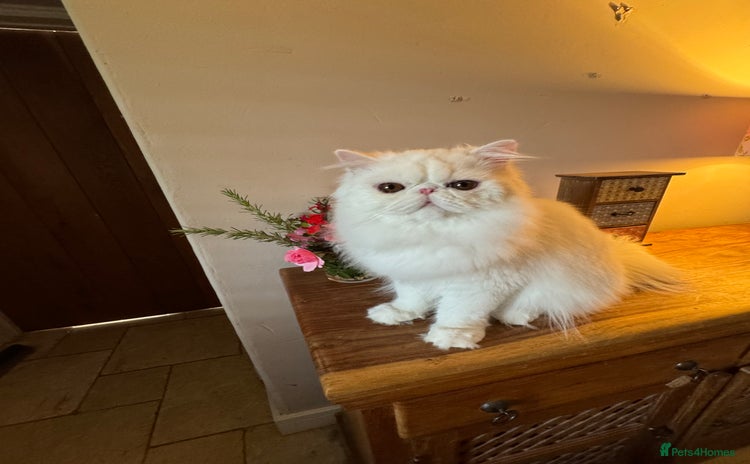 Persian cats - Advert 5