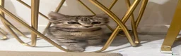 British Shorthair cats for sale: Maine coon Mix golden British short hair in London - Advert 3