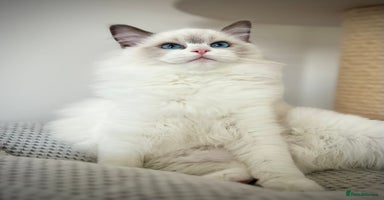 Ragdoll cats - Advert 10