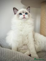 Ragdoll cats - Advert 2