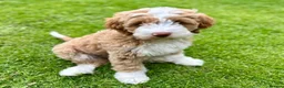 Australian Labradoodle dogs for sale: Beautiful, Heath Tested Australian Labradoodles - Advert 1
