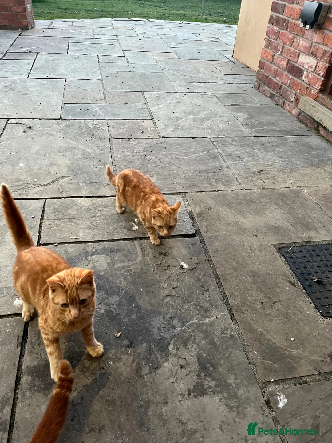 Domestic Shorthair cats for sale: Two beautiful kittens for sale  in Congleton - Advert 4