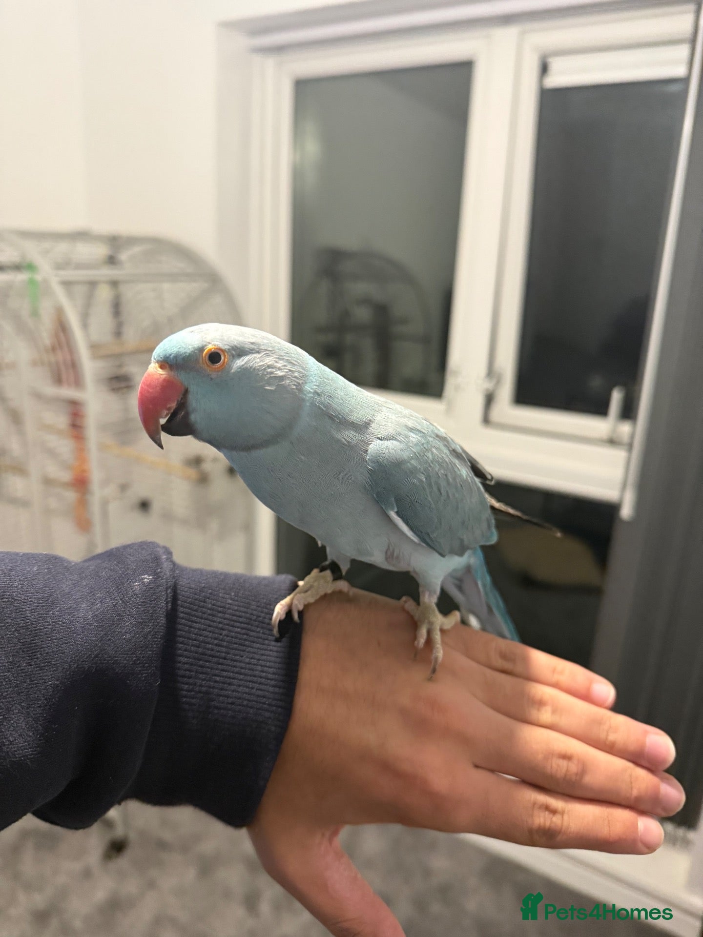 Ringnecks birds sky blue indian ringneck - Advert 2