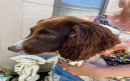 Sprocker dogs for sale: Beautiful sprocker spanials  - Image 16