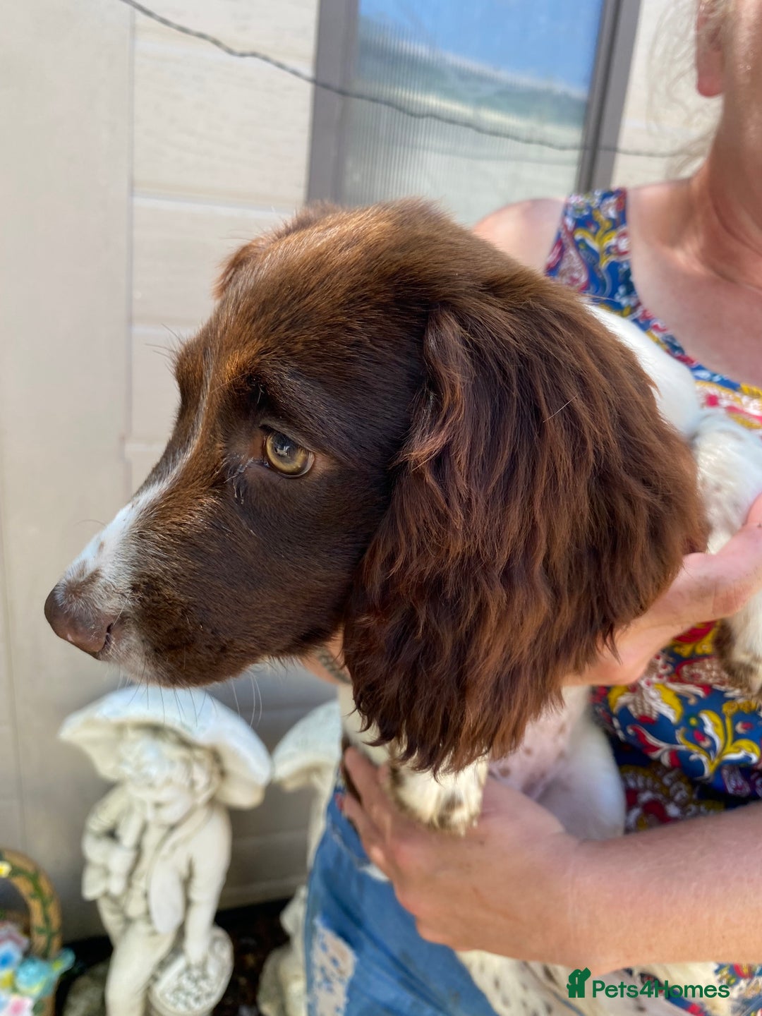 Sprocker dogs for sale: Beautiful sprocker spanials  - Image 16