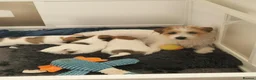 Jack Russell dogs for sale: Pedigree Jack Russell Terrier  in Filey - Advert 13