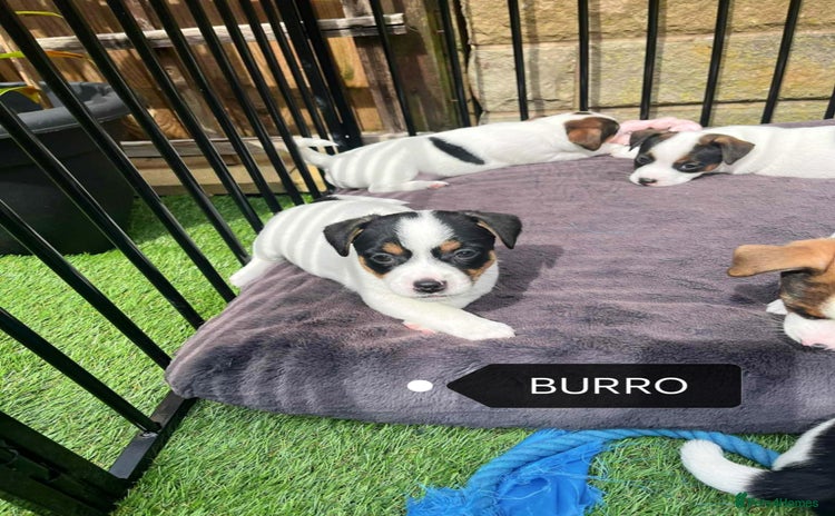 Jack Russell dogs - Advert 1