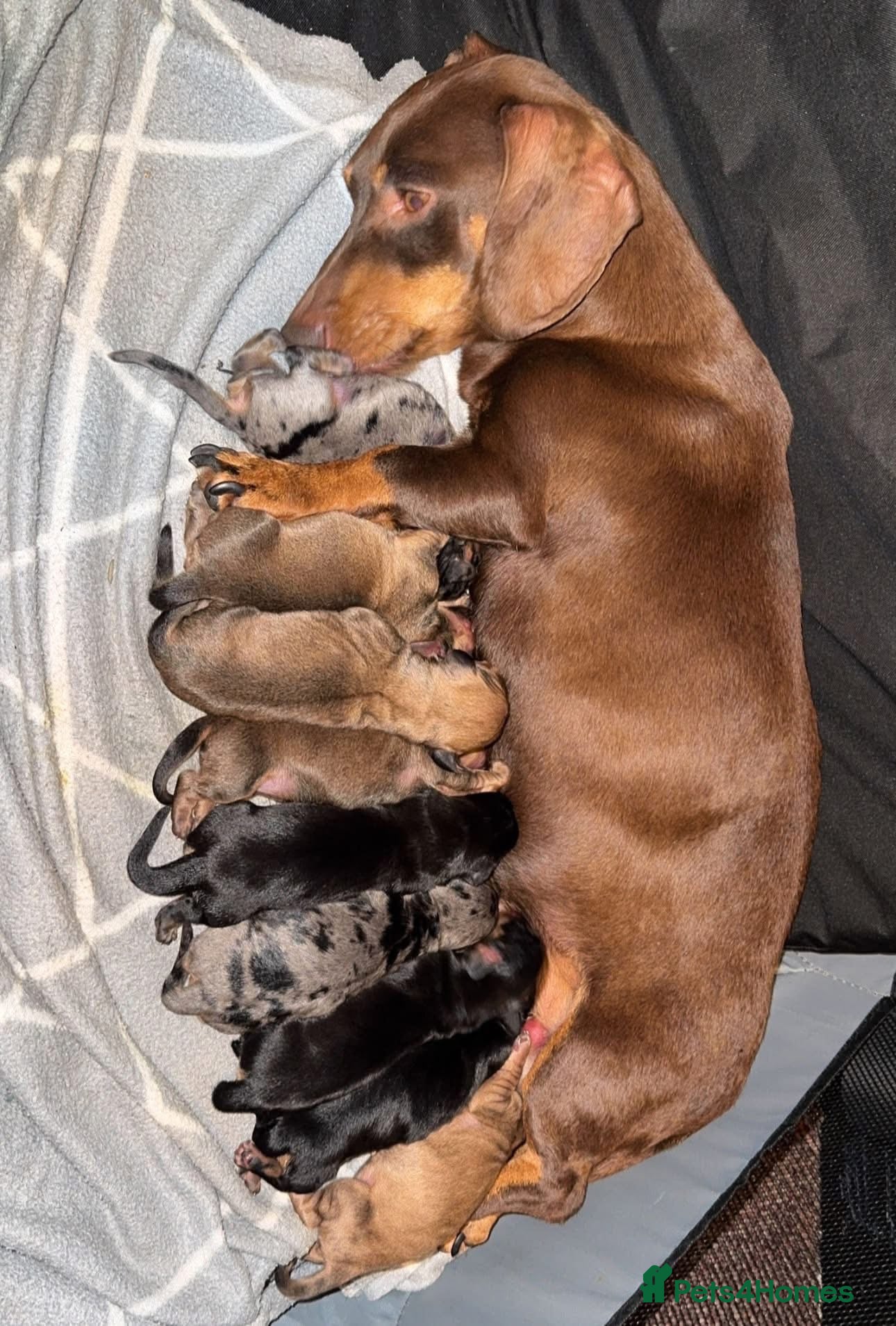 Dachshund dogs Long and short haired dachshund puppies available  - Advert 1