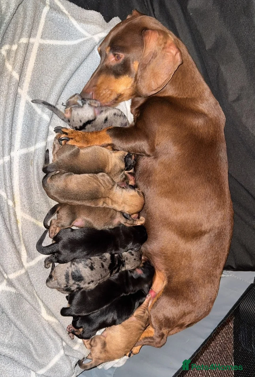 Dachshund dogs for sale: Long and short haired dachshund puppies available  - Advert 1