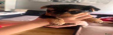 Yorkshire Terrier Puppy 4