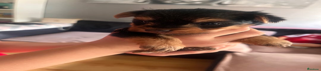 Yorkshire Terrier Puppy 4