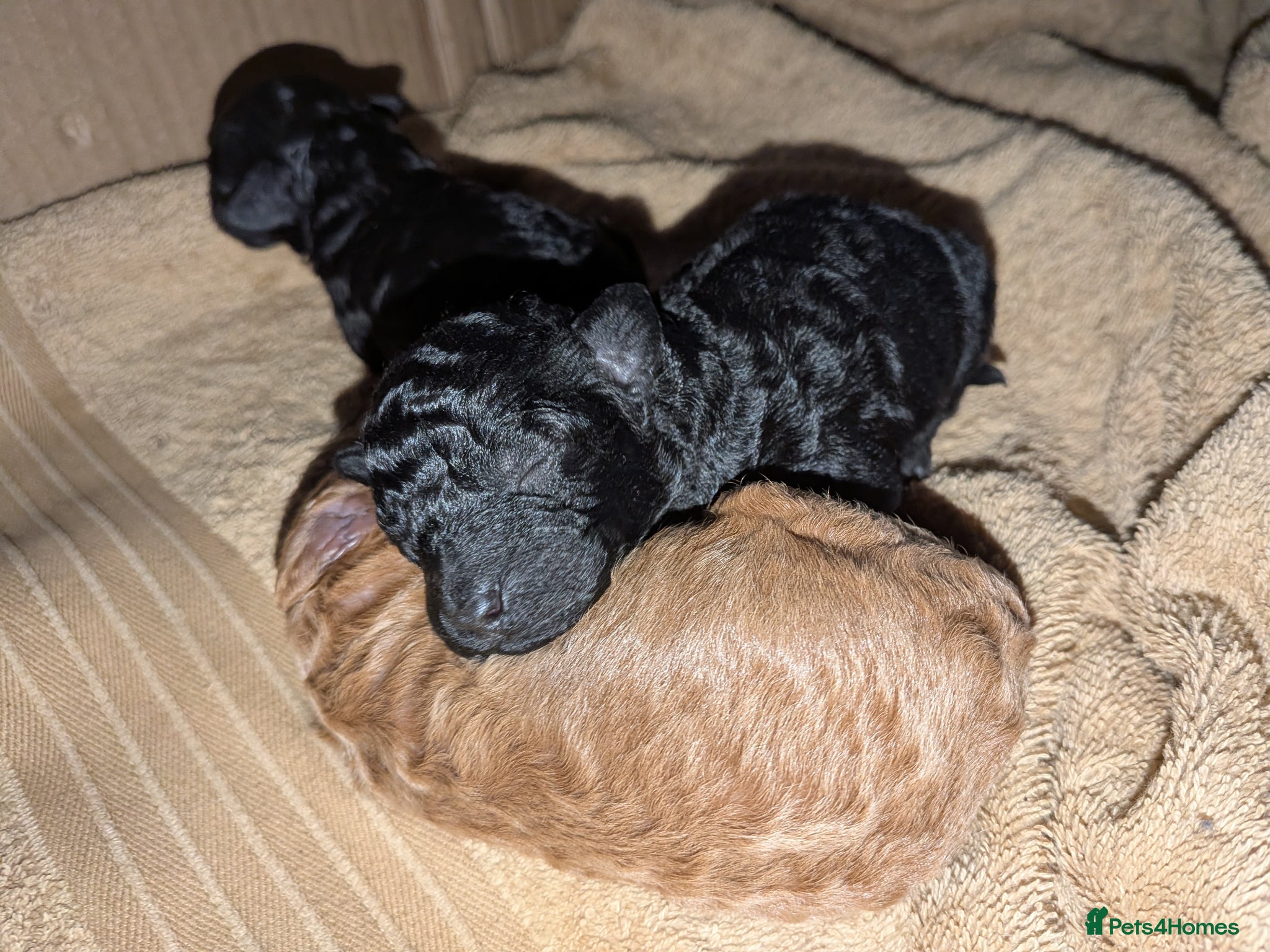 Cockapoo dogs for sale: Toy Cockapoo Puppies for Sale - Advert 5