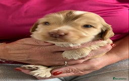Cocker Spaniel dogs for sale: Health tested KC reg show type cocker spaniels  in Abergele - Image 25