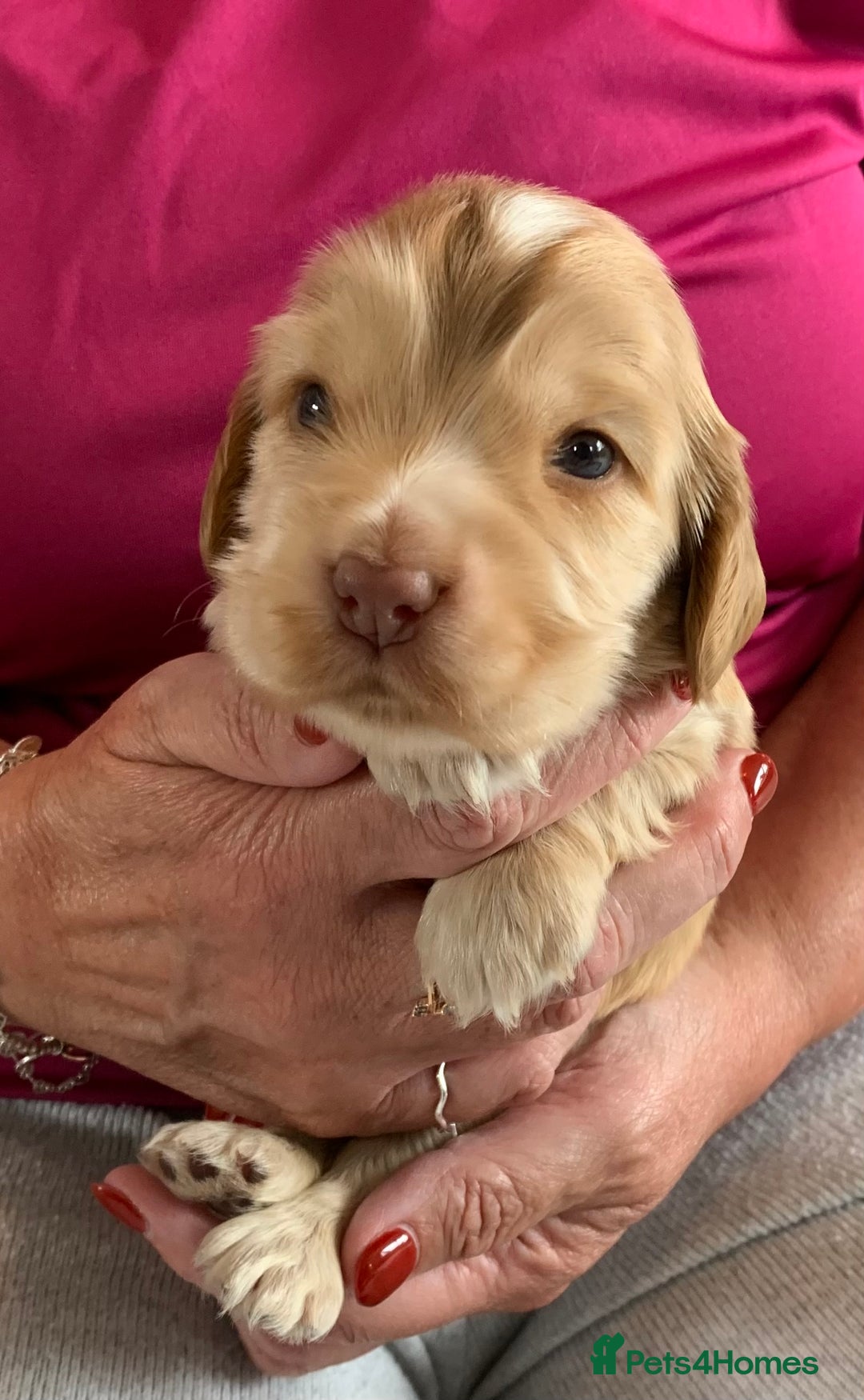 Cocker Spaniel dogs for sale: Health tested KC reg show type cocker spaniels  in Abergele - Image 25