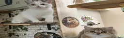 Munchkin cats for sale: ✨ Adorable TICA Registered Munchkin Kittens ✨ - Advert 5