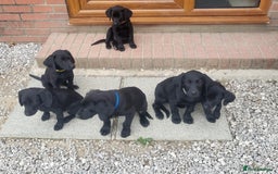 Labrador Retriever dogs for sale: Working labrador puppies  - Image 18