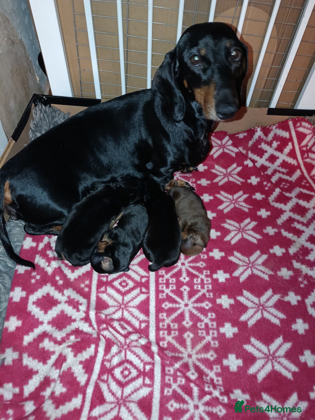 Dachshund dogs for sale: Quality Dachshund Standard Smooth Hair  - Advert 23