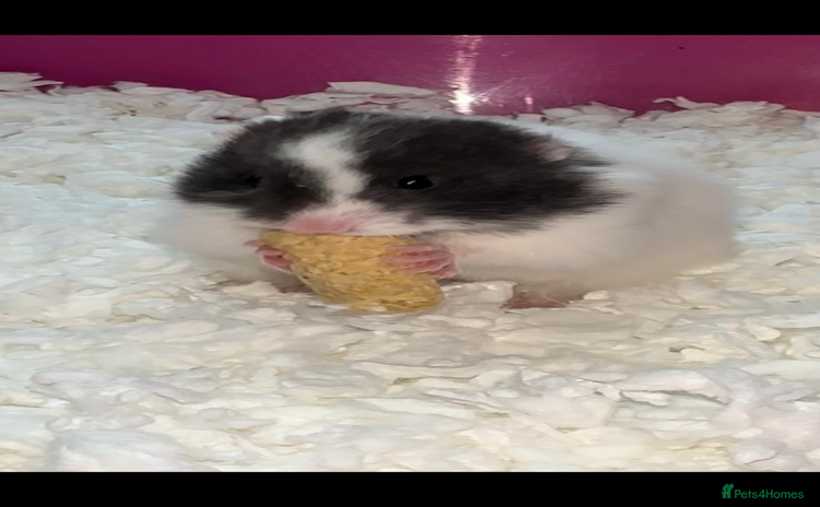 Hamster rodents Baby hamsters - Advert 3