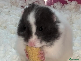 Hamster rodents Baby hamsters - Advert 1