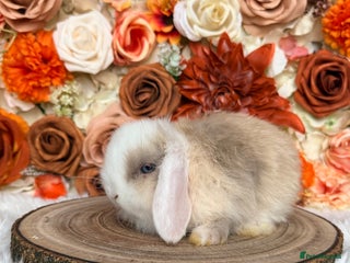 Mini Lop rabbits VACCINATED PUREBRED MINI LOP BUNNIES - Advert 15