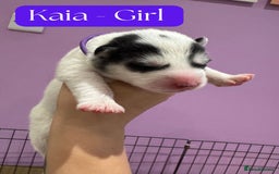 Mixed Breed dogs for sale: Siberian Husky cross Samoyed / Samusky - Image 7