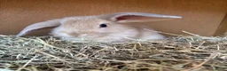 Mini Lop rabbits for sale: Beautiful Mini Lop Baby Rabbits🐇❤️ in Coalville - Advert 31