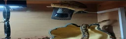 Python Snake reptiles for sale: Royal jackson python - Advert 17
