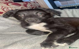 Border Collie dogs for sale: Border collie puppy’s for sale  - Image 8
