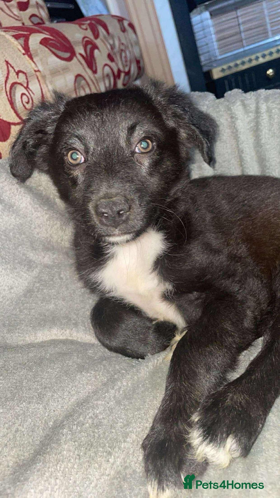 Border Collie dogs for sale: Border collie puppy’s for sale  - Image 8