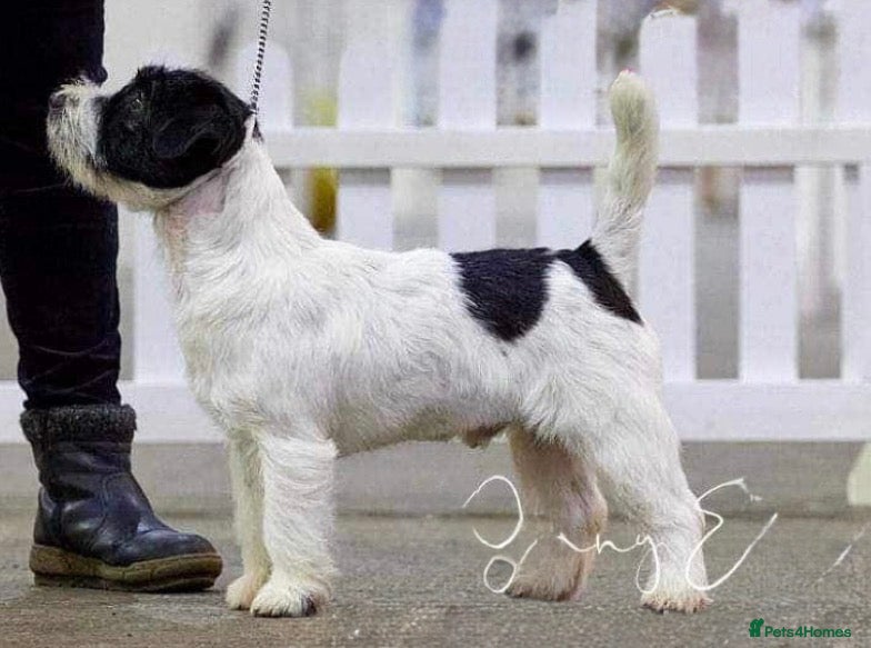 Jack Russell dogs Jack Russell Stud Dog - Advert 3