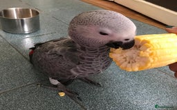 Macaws birds for sale: Purebred African Grey - Image 4