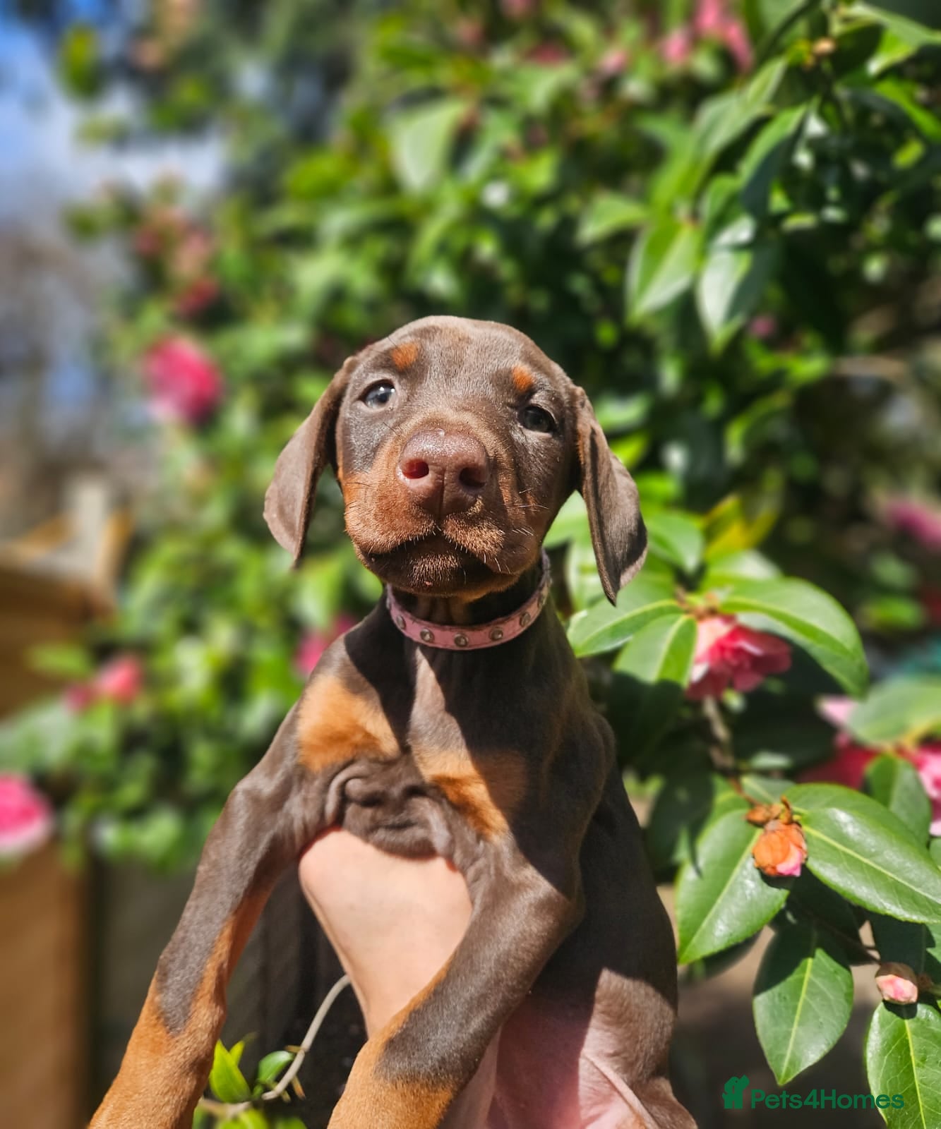 Dobermann dogs 🔥Ready Now Top Quality KC Registered pup's 🏆 - Advert 18