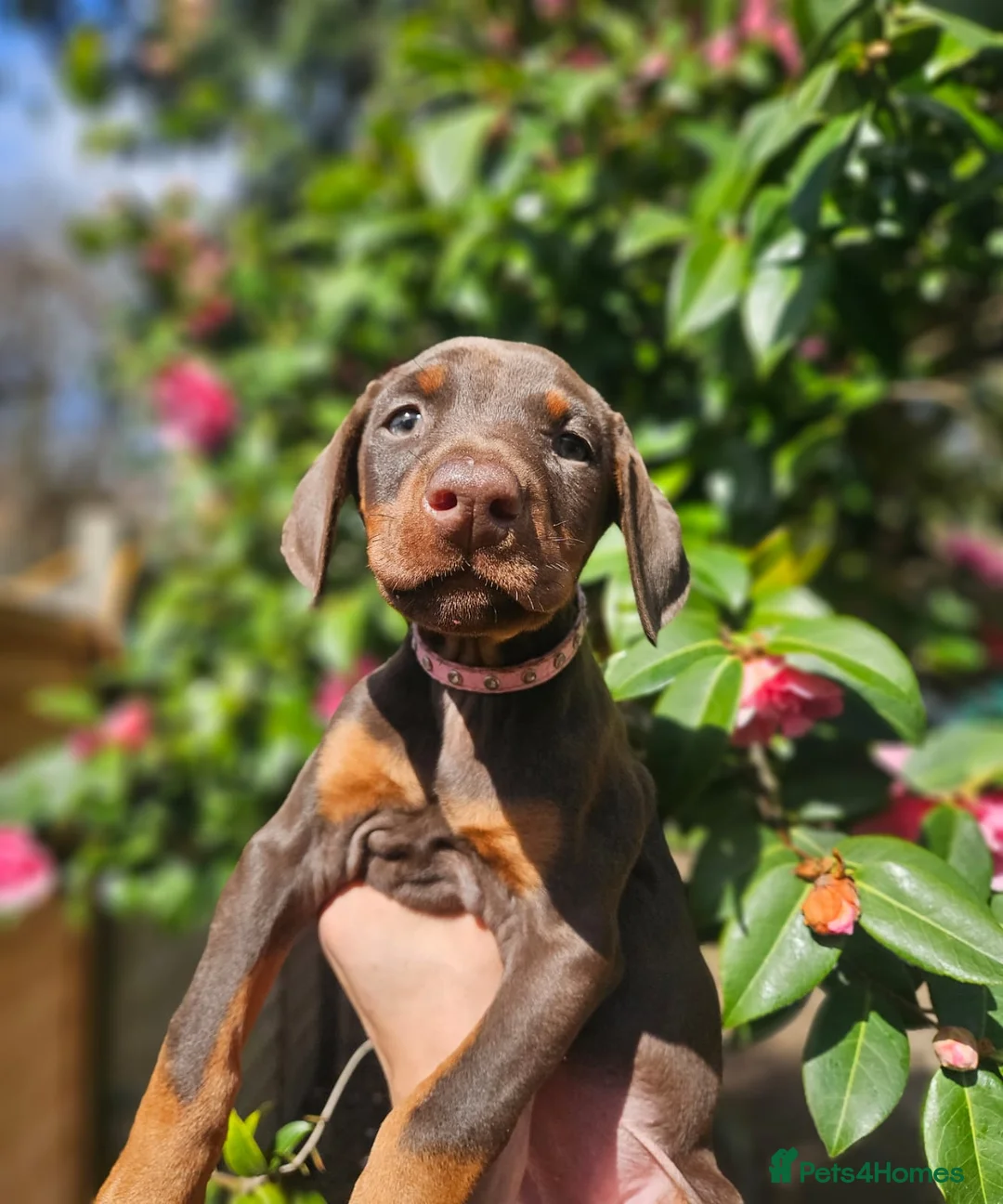 Dobermann dogs for sale: 🔥Ready now Top Quality 🏆 KC Registered pup's 🐾 - Advert 1